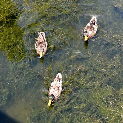 Painshill Park, Surrey