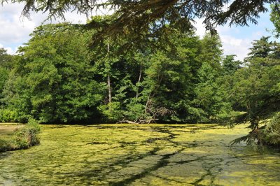 Painshill Park, Surrey