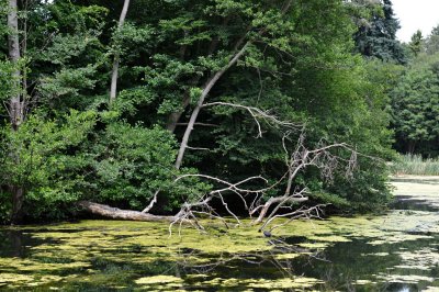 Painshill Park, Surrey