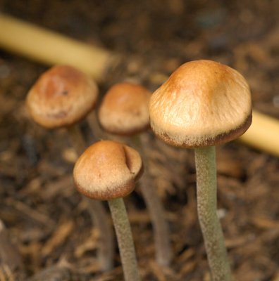 Fungi 20.jpg