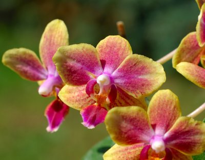 Orchid 18.jpg