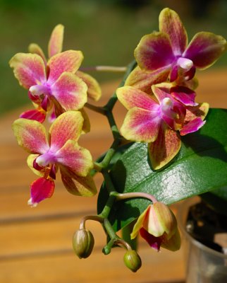 Orchid 23.jpg