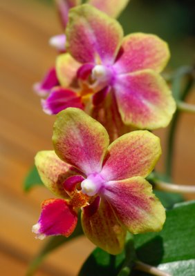 Orchid 25.jpg