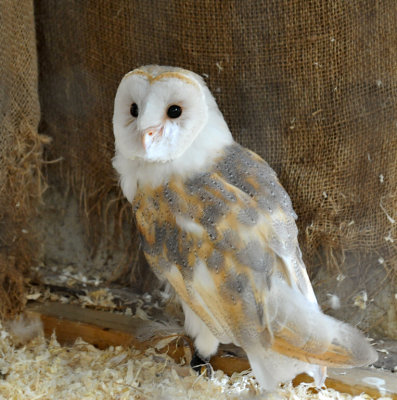 Barn Owl 02.jpg