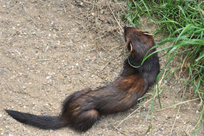 Polecat 01.jpg