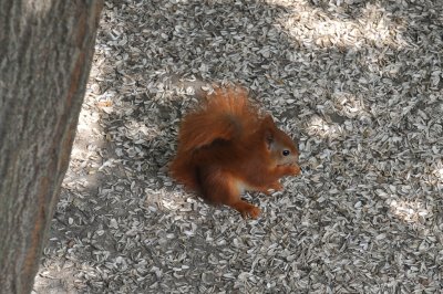 Red Squirrel 04.jpg