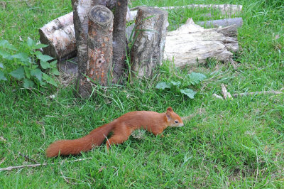 Red Squirrel 08.jpg