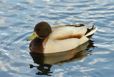 Duck 30.jpg