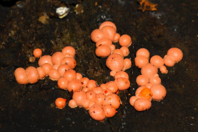 Fungi_Coral Spot_ 03.jpg