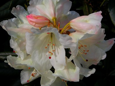 Nymans Gardens, Sussex