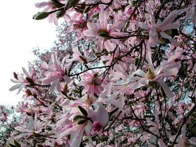 Nymans Gardens, Sussex