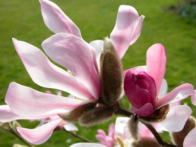 Nymans Gardens, Sussex