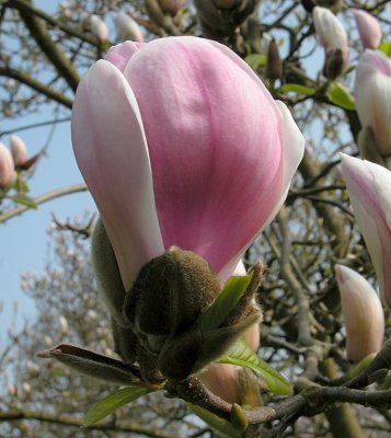 Nymans Gardens, Sussex