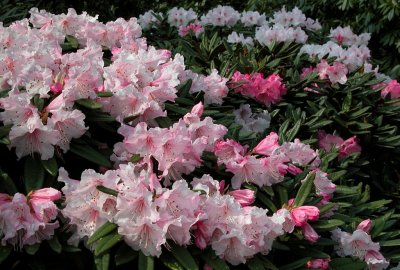 Nymans Gardens, Sussex