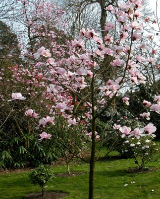 Nymans Gardens, Sussex