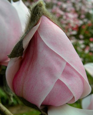 Nymans Gardens, Sussex