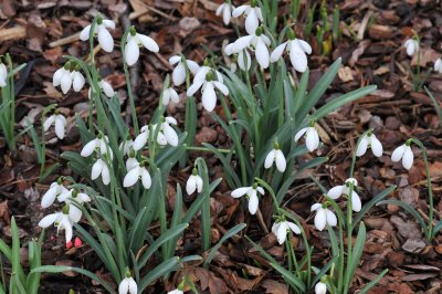 Wisley, Surrey