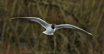 Gulls 09.jpg