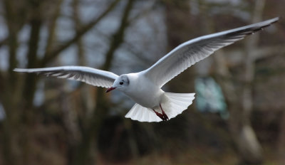 Gulls 14.jpg