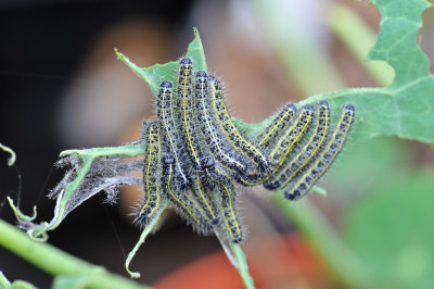 Caterpillar 05.jpg