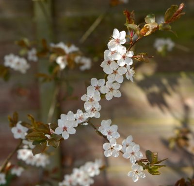 Blossom 72.jpg