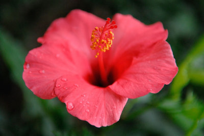 A Study On Hibiscus
