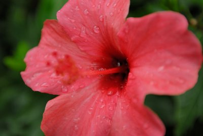 A Study On Hibiscus