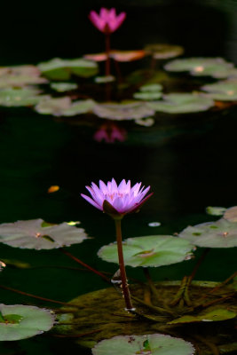 Sleeping Lotus (1)