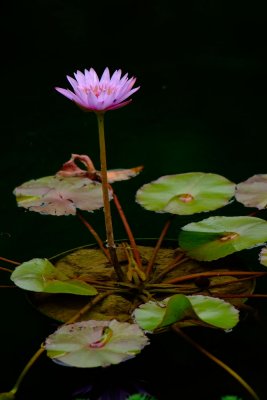 Sleeping Lotus (2)