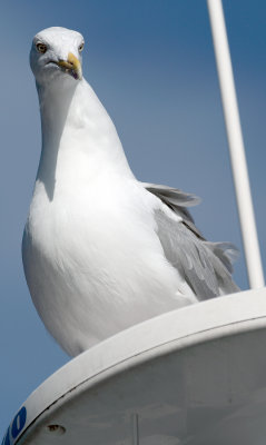 Bird2.jpg