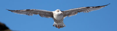 Bird4.jpg