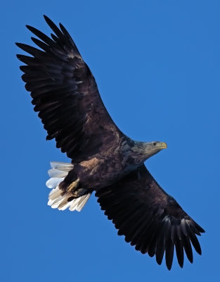 Bird6.jpg