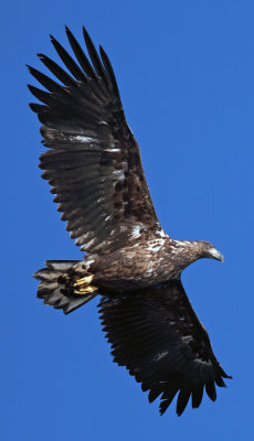 Bird7.jpg