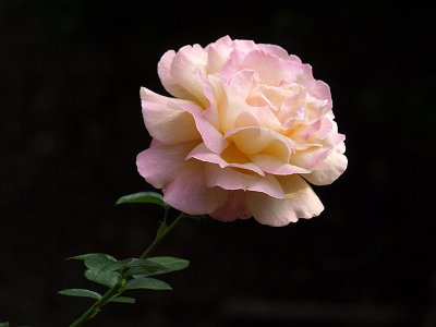 P9251696a.jpg