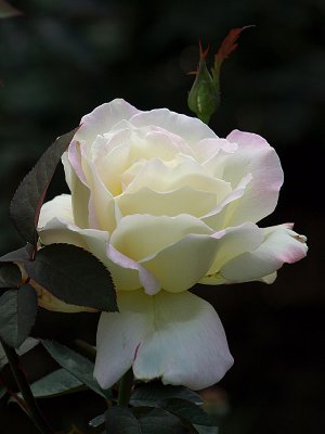 P9251699a.jpg