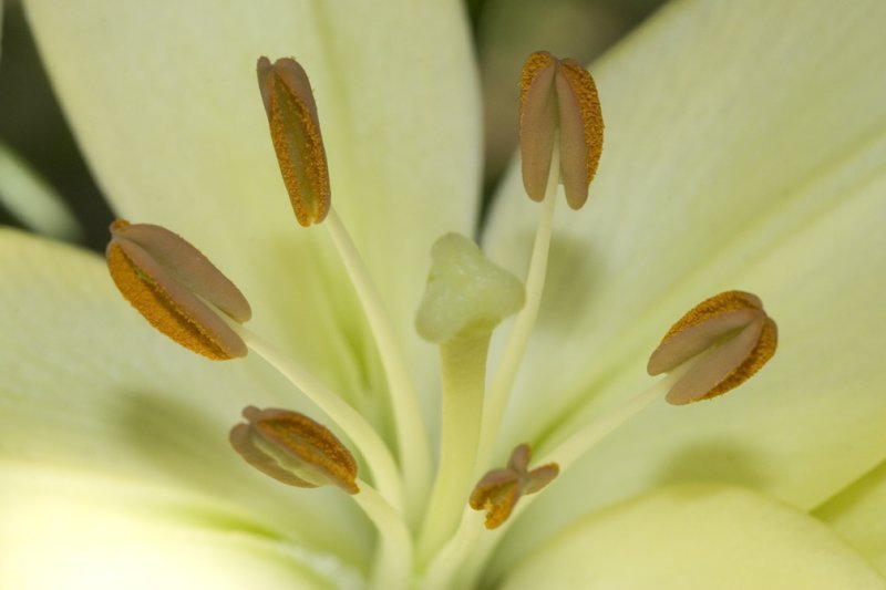 Stamen and Anthers