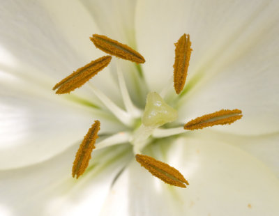 Stamen and Anthers