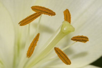 Lily, Stamen and Anthers