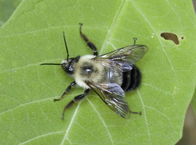Bee on Leaf