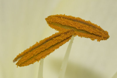  Anthers Detail