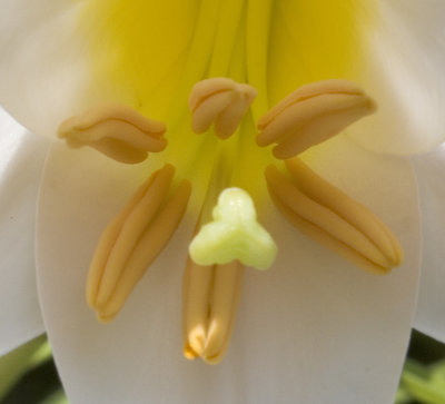 Stamen and Anthers