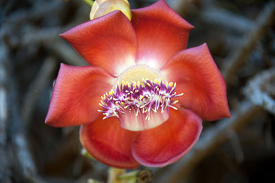 Cannonball Flower