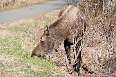 Anchorage Moose