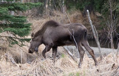 Feeding Moose