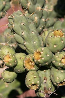 Cholla