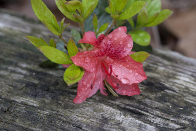 Azalea 1