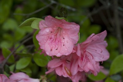 Azalea 2