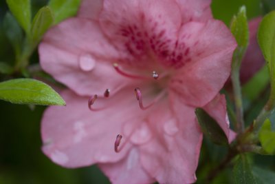 Azalea 3