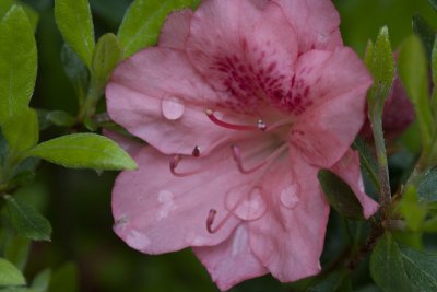 Azalea 4