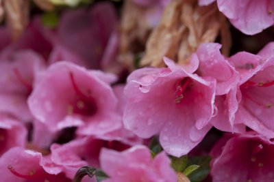 Azalea 5